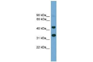 WB Suggested Anti-Foxi2 Antibody Titration:  0. (FOXI2 antibody  (N-Term))