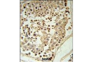 GDHS Antibody (Center) 8610c IHC analysis in formalin fixed and paraffin embedded testis tissue followed by peroxidase conjugation of the secondary antibody and DAB staining. (GAPDHS antibody  (AA 104-134))