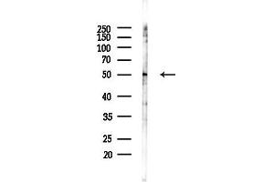 Western blot analysis of lysates from RAW264.