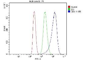 Flow Cytometry analysis of MCF-7 cells using anti-DDX1 antibody (ABIN7602050). (DDX1 antibody  (AA 562-740))