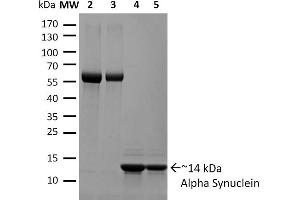 SDS-PAGE of ~14 kDa Active Human Recombinant Alpha Synuclein Protein Monomer .