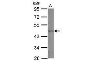 Image no. 1 for anti-YY1 Transcription Factor (YY1) (AA 91-384) antibody (ABIN1501791) (YY1 antibody  (AA 91-384))