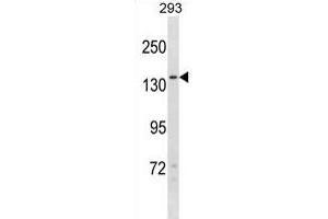 NPC1L1 Antibody (N-term) (ABIN1881583 and ABIN2839095) western blot analysis in 293 cell line lysates (35 μg/lane). (NPC1L1 antibody  (N-Term))