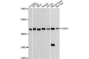 Western blot analysis of extracts of various cell lines, using CMAS Antibody. (CMAS antibody  (AA 1-263))