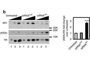 Western Blotting (WB) image for anti-Histone H2A Variant (HIS2AV) (Internal Region), (pSer137) antibody (ABIN129671)