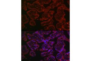 Immunofluorescence analysis of human placenta using CD55 Rabbit pAb1 (ABIN3021784, ABIN3021785, ABIN3021786 and ABIN6215890) at dilution of 1:150 (40x lens).