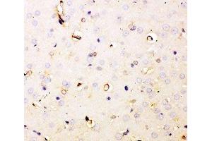 IHC-P staining of rat brain tissue (Dihydrofolate Reductase antibody  (AA 2-187))