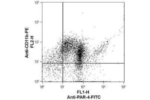 Cell surface detection of PAR-4 in human neutrophil-like differentiated promyelocytic leukemia HL-60 cells - HL-60 cells were induced to differentiate into a mature neutrophil-like phenotype by incubation with dimethyl sulfoxide (DMSO) (1. (F2RL3 antibody  (1st Extracellular Loop) (FITC))