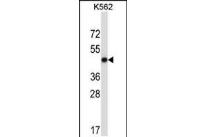 Western blot analysis in K562 cell line lysates (35ug/lane). (METAP2 antibody  (N-Term))