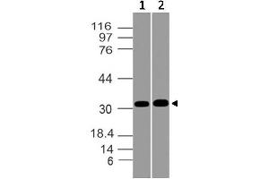Image no. 1 for anti-Msh Homeobox 1 (MSX1) antibody (ABIN5027731) (MSX1 antibody)