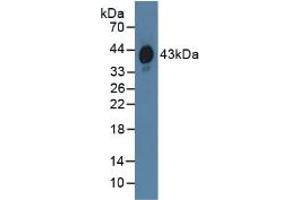 Western blot analysis of Human Serum. (HPR antibody  (AA 70-332))