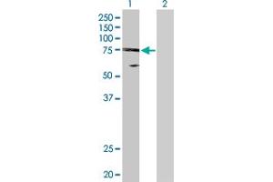 Western Blot analysis of UBE2O expression in transfected 293T cell line by UBE2O MaxPab polyclonal antibody.