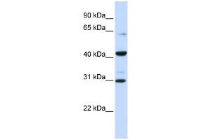 WB Suggested Anti-ZNF193 Antibody Titration:  0. (Zinc Finger and SCAN Domain Containing 9 (ZSCAN9) (Middle Region) antibody)