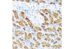 Immunohistochemistry of paraffin-embedded mouse pancreas using CTRL Rabbit mAb (ABIN7266395) at dilution of 1:100 (40x lens).