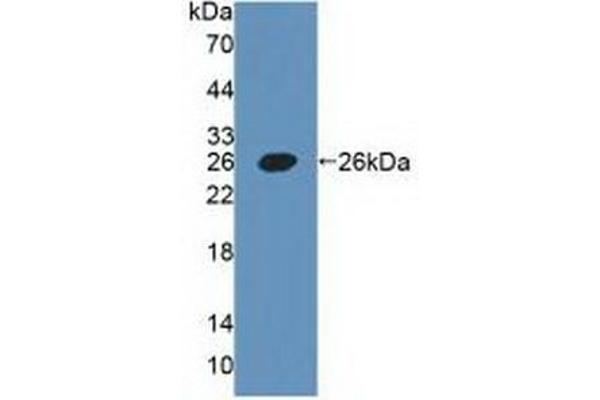 Podoplanin anticorps  (AA 23-143)