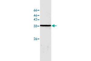 Western blot analysis of MCF-7 whole cell lystae with SAA1 monoclonal antibody, clone 11  at 1:500 dilution.