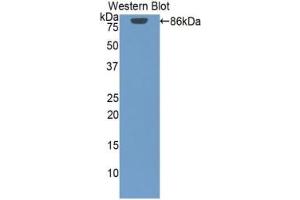 Detection of Recombinant HSP90aA1, Human using Polyclonal Antibody to Heat Shock Protein 90 kDa Alpha A1 (HSP90aA1) (HSP90AA1 antibody  (AA 698-732))