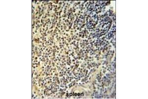 NR5A1 Antibody (N-term) (ABIN651299 and ABIN2840177) IHC analysis in formalin fixed and paraffin embedded human spleen tissue followed by peroxidase conjugation of the secondary antibody and DAB staining.
