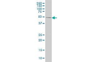 ING1 monoclonal antibody (M02A), clone 2E5 Western Blot analysis of ING1 expression in HeLa . (ING1 antibody  (AA 41-140))
