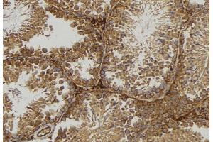 ABIN6277080 at 1/100 staining Mouse testis tissue by IHC-P. (NCF4 antibody  (C-Term))
