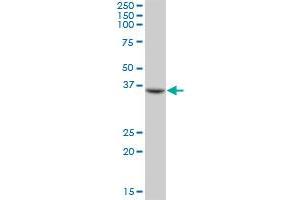 FCRLB antibody  (AA 1-312)