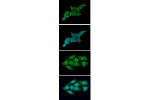 ICC/IF analysis of REXO2 in 293T cells line, stained with DAPI (Blue) for nucleus staining and monoclonal anti-human REXO2 antibody (1:100) with goat anti-mouse IgG-Alexa fluor 488 conjugate (Green). (REXO2 antibody  (AA 26-237))