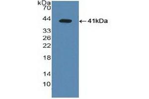 Western blot analysis of recombinant Human LXRa. (NR1H3 antibody  (AA 95-434))