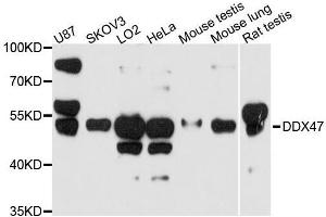 Western blot analysis of extracts of various cell lines, using DDX47 antibody. (DDX47 antibody  (AA 186-455))