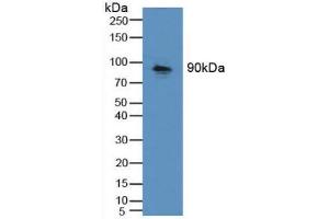 Figure. (Cadherin-16 antibody  (AA 37-287))