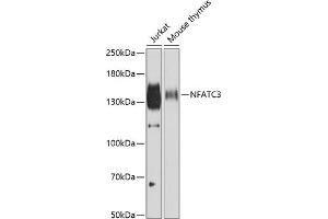 Western blot analysis of extracts of various cell lines, using NF antibody (ABIN6130595, ABIN6144558, ABIN6144559 and ABIN6222368) at 1:500 dilution. (NFATC3 antibody  (AA 1-290))
