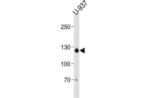 Western Blotting (WB) image for anti-Shugoshin-Like 2 (SGOL2) antibody (ABIN3001311) (SGOL2 antibody)