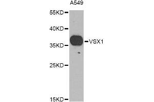 Western blot analysis of extracts of A-549 cells, using VSX1 Antibody (ABIN6003532) at 1/1000 dilution.