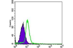 Flow cytometric analysis of HL-60 cells using TNFRSF11B mouse mAb (green) and negative control (purple). (Osteoprotegerin antibody)