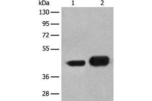 Western blot analysis of A172 and HEPG2 cell lysates using EN1 Polyclonal Antibody at dilution of 1:300 (EN1 antibody)