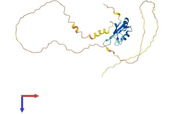 SRSF10 Protein (AA 1-262) (His tag)