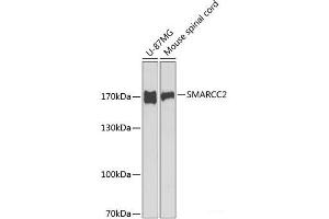 Western blot analysis of extracts of various cell lines using SMARCC2 Polyclonal Antibody at dilution of 1:1000.