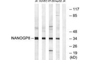 Western blot analysis of extracts from HuvEc/HT-29/HepG2/Jurkat cells, using NANOGP8 Antibody.