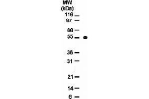 Osteoprotegerin (OPG) mAb tested by Western blot. (Osteoprotegerin antibody  (AA 20-37))