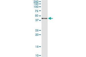 Immunoprecipitation of MAPK13 transfected lysate using anti-MAPK13 monoclonal antibody and Protein A Magnetic Bead , and immunoblotted with MAPK13 MaxPab rabbit polyclonal antibody. (MAPK13 antibody  (AA 251-365))