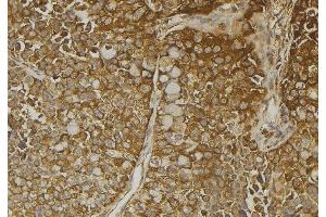 ABIN6272932 at 1/100 staining Human pancreas tissue by IHC-P. (SULT4A1 antibody  (C-Term))