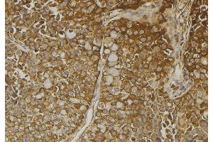 ABIN6272932 at 1/100 staining Human pancreas tissue by IHC-P. (SULT4A1 antibody  (C-Term))