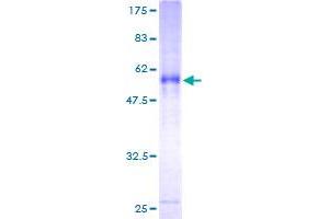 ITM2A Protein (AA 1-263) (GST tag)