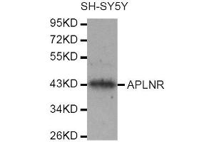 Western Blotting (WB) image for anti-Apelin Receptor (APLNR) antibody (ABIN1871024) (Apelin Receptor antibody)