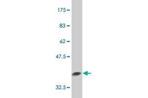 Western Blotting (WB) image for anti-Eukaryotic Translation Initiation Factor 2-alpha Kinase 2 (EIF2AK2) (AA 1-100) antibody (ABIN519274)