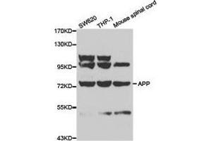 Western Blotting (WB) image for anti-Amyloid beta (A4) Precursor Protein (APP) antibody (ABIN1871049) (APP antibody)