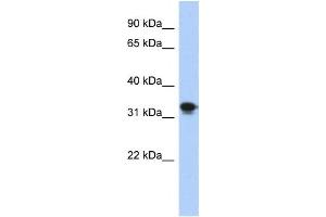 Western Blotting (WB) image for anti-Centromere Protein P (CENPP) antibody (ABIN2459748) (CENPP antibody)