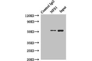 Immunoprecipitating NFS1 in Hela whole cell lysate Lane 1: Rabbit control IgG instead of (1 μg) instead of ABIN7149015 in Hela whole cell lysate. (NFS1 antibody  (AA 208-457))