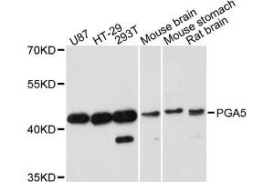 Western blot analysis of extracts of various cell lines, using PGA5 antibody (ABIN6293454) at 1:3000 dilution.