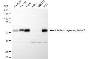 Western blotting analysis using Interferon regulatory factor 3 antibody (ABIN7799086). (Recombinant IRF3 antibody)