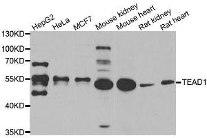 Western blot analysis of extracts of various cell lines, using TEAD1 antibody. (TEAD1 antibody  (AA 135-215))